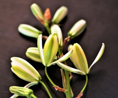 Albuca canadensis