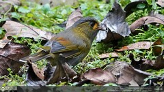 Liocichla steerii