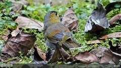 Liocichla steerii
