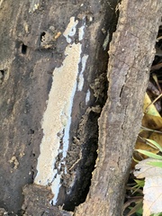 Serpula himantioides