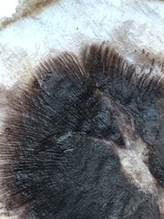 Micacei