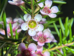 Chamelaucium uncinatum