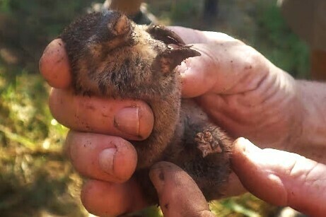 Robust Golden Mole