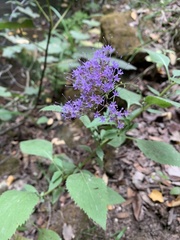 Trachelium caeruleum