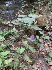 Trachelium caeruleum