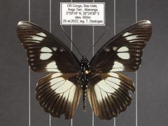 Pseudacraea lucretia protracta