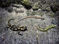 Triturus marmoratus