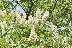 Aesculus turbinata