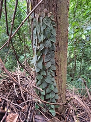 Ficus villosa