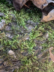 Callicladium imponens