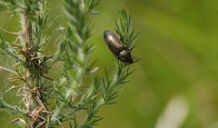 Cidnopus aeruginosus