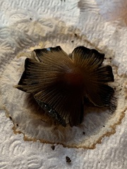 Micacei