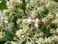 Montanoa