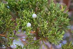 Juniperus grandis