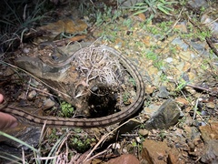 Zamenis scalaris