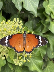 Danaus chrysippus orientis