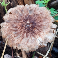 Pluteus umbrosus