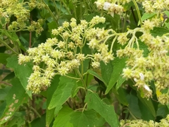 Montanoa