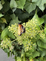 Danaus chrysippus orientis