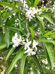 Tabernaemontana catharinensis