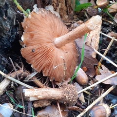 Pluteus umbrosus