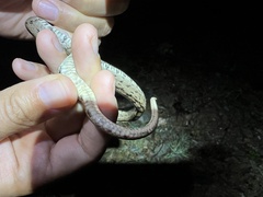 Zamenis scalaris