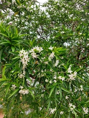 Tabernaemontana catharinensis