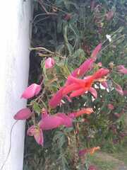 Dolichandra cynanchoides