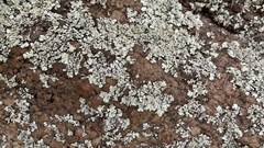 Fungi