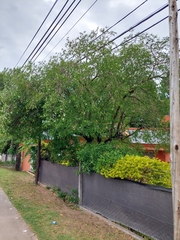 Tabernaemontana catharinensis