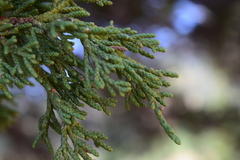 Juniperus grandis