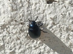 Chrysolina haemoptera