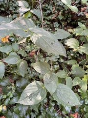 Viburnum setigerum