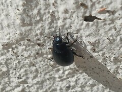 Chrysolina haemoptera