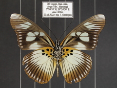 Pseudacraea lucretia protracta