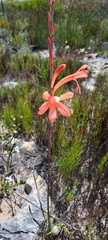 Watsonia