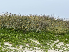 Helianthus argophyllus