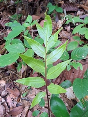 Blechnum finlaysonianum