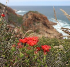 Drosanthemum lavisii