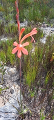 Watsonia