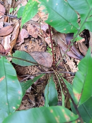 Blechnum finlaysonianum