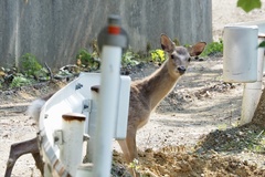 Cervus nippon centralis