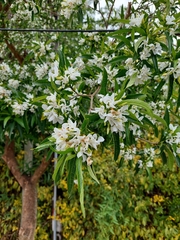 Tabernaemontana catharinensis