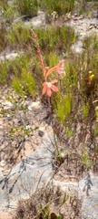 Watsonia