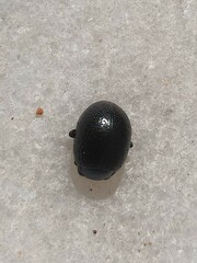 Chrysolina haemoptera