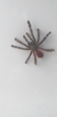Avicularia variegata