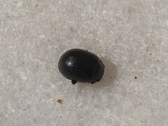 Chrysolina haemoptera