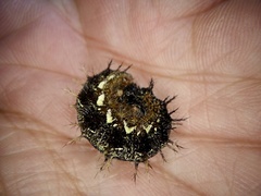 Vanessa indica indica