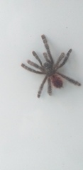 Avicularia variegata