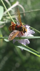 Milesia crabroniformis